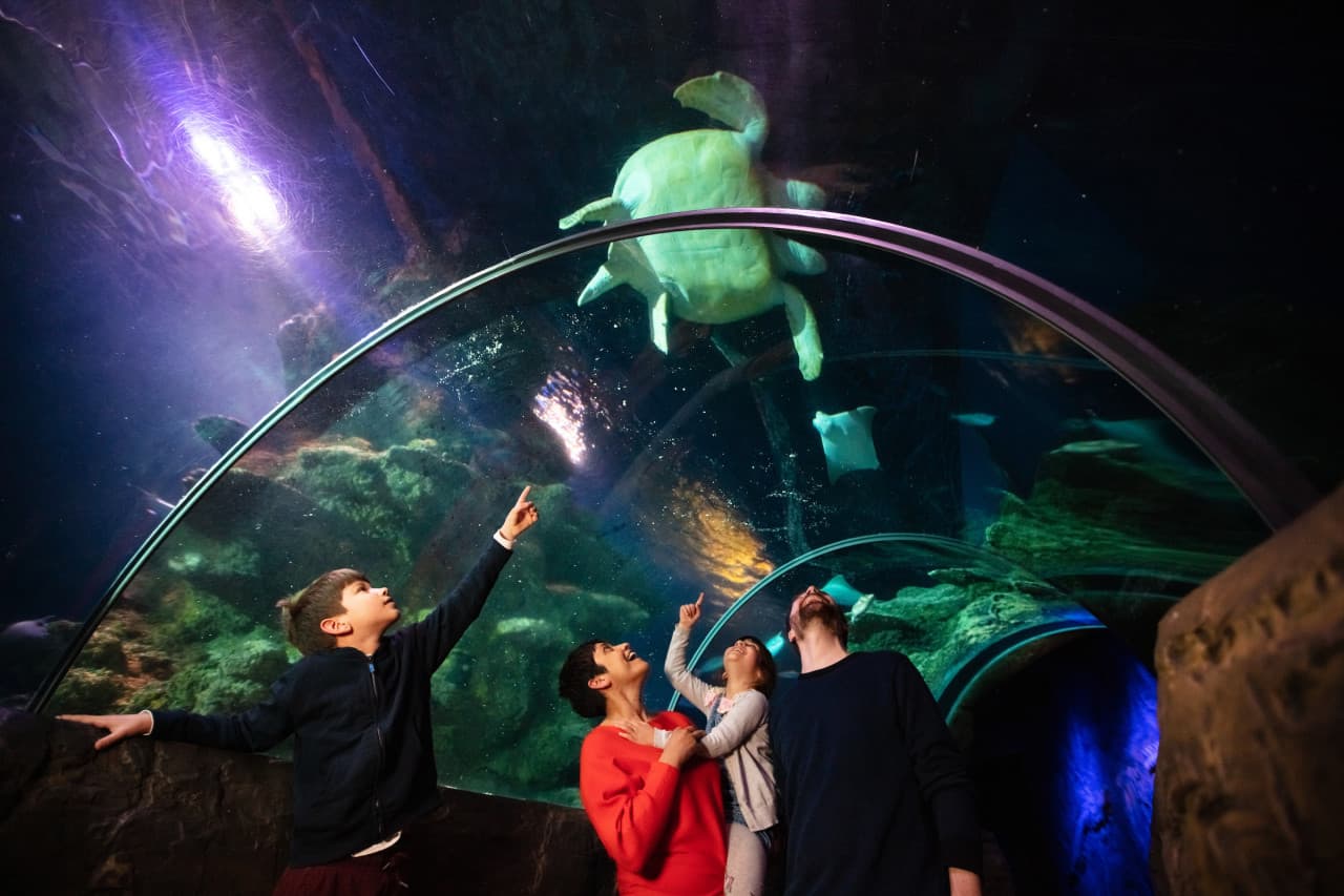 COMBO: SEA LIFE London Aquarium + FREE Hubby eSim - image 2